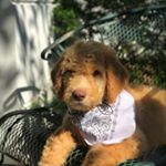 Profile Picture of Bobby McGee☀️ (@bobbythedood_) on Instagram
