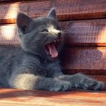 Profile Picture of Joshua Lamberg (@joshualamberg) on Instagram