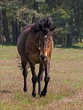 Profile Picture of Senner - Wikipediaon Wikipedia
