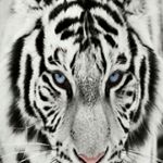 Profile Picture of Mona Jenkins (@mrs.leo_73) on Instagram