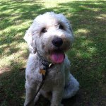 Profile Picture of Teddy Pearce (@tedtheminiaturelabradoodle) on Instagram