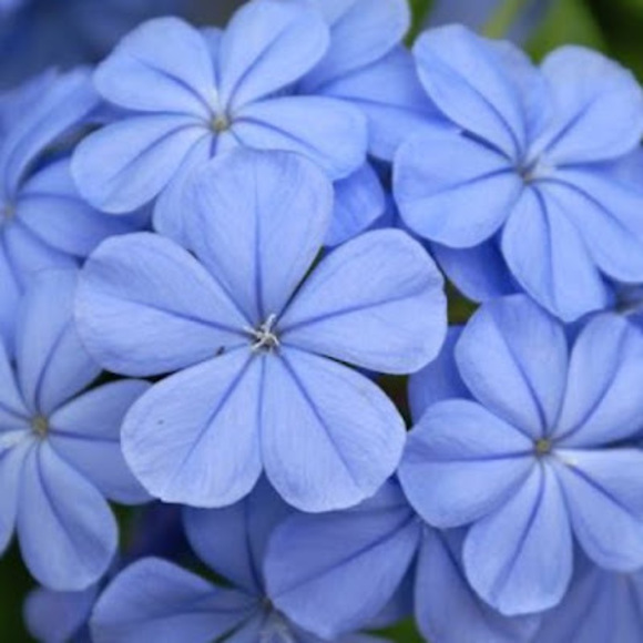 Profile Picture of Joanna Moses (@luvsushis) on Poshmark