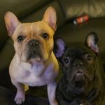 Profile Picture of 🐾Louis & Ruby🐾 (@louisbthefrenchie) on Instagram