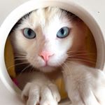 Profile Picture of Toffy (@toffy_blueeye) on Instagram