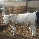 Profile Picture of Andrew Tattersall (@andrew.tattersall1972) on Instagram