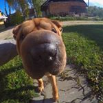 Profile Picture of Donna (@sharpeidonna) on Instagram