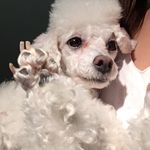 Profile Picture of Seeing Chang (@seeing_jinx) on Instagram