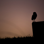 Profile Picture of Pedro Becco (@pedro becco vidal) on Flickr