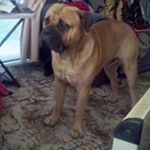 Profile Picture of Bruce Pullen (@brucepullen18) on Instagram