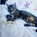 Profile Picture of Самсон Олигархович (@samson_caesar) on Instagram