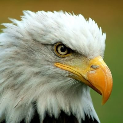 Profile Picture of Ralph McCord (@ralph_mccord) on Twitter