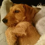 Profile Picture of Wiener Kurt (@wiener_kurt) on Instagram