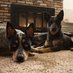 Profile Picture of David & The Heelers (@acd_sammie_lucy) on Twitter