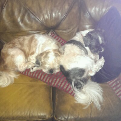 Rita pugh - Twitter Profile Picture of Rita pugh (@RitaRitapugh) on Twitter