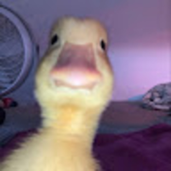 Profile Picture of Alexandra Kross (@alexandrakross) on Poshmark