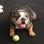 Profile Picture of paul docherty (@gallus_bullz) on Instagram