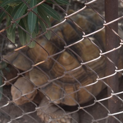 Profile Picture of Guacqueen (@AveryBacon) on Twitter