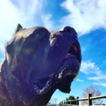 Profile Picture of William Hackett (@samsonsonofsaggio) on Instagram