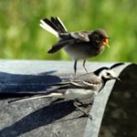 CAINION - Instagram Profile Picture of CAINION (@cainionyeado) on Instagram