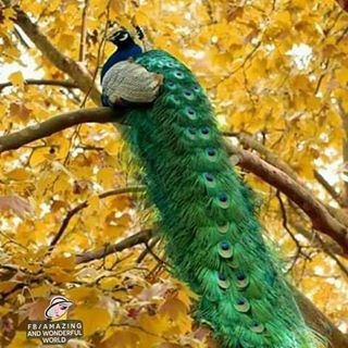 Profile Picture of Danny Jamali (@danny.jamali.39) on Facebook