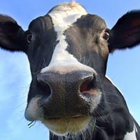 Profile Picture of Howard Coggins (@howardcoggins) on Pinterest