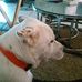Profile Picture of Michael Companioni (@michael.companioni.1) on Facebook