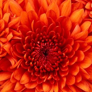 Profile Picture of Maribel Grajeda (@mari_be_ll) on Myspace