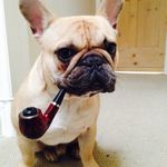 Profile Picture of Archibald The Frenchie (@archibald_thefrenchie) on Instagram