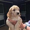 Profile Picture of Teddy Cox (@@teddyduncancox21) on Tiktok