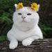 Profile Picture of Đỗ Trầm (@dotram227) on Pinterest