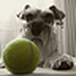 Profile Picture of Agustin Dotta (@eigus) on Flickr