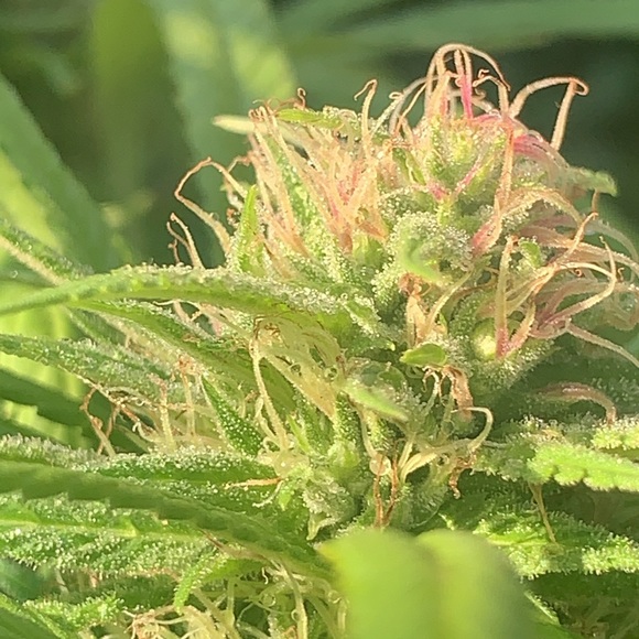 Profile Picture of Zachary Tilman (@justtilman) on Poshmark