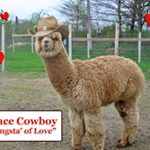 Profile Picture of Robin Fowler Pratt (@mainealpacaexperience) on Instagram