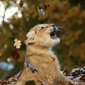 Profile Picture of 会飞的小鹿 (@HuiFeiDeXiaoLu) on Twitter