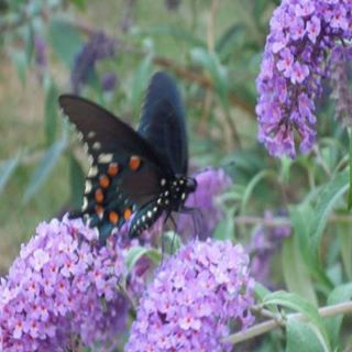 Profile Picture of Joni Longmire (@joni.longmire) on Facebook