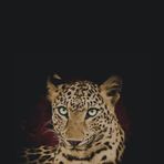 Profile Picture of Roberto Shimel (@Roberto-Shimel) on Facebook