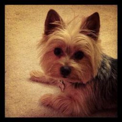 Profile Picture of Lisa Eppel (@lisae1974) on Twitter