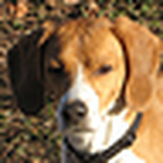 Profile Picture of Guy Raffa (@grafbbd) on Flickr