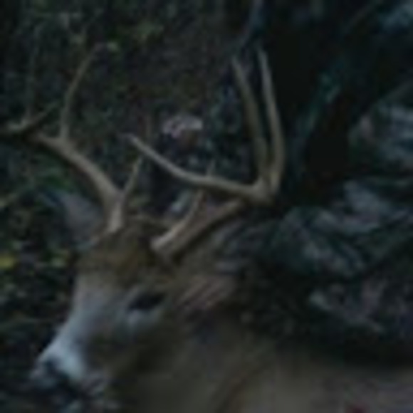 Profile Picture of Paula Kaiser (@pr323kaiser) on Poshmark