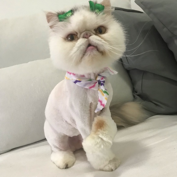 Profile Picture of Nohora Lema (@nlema20) on Poshmark