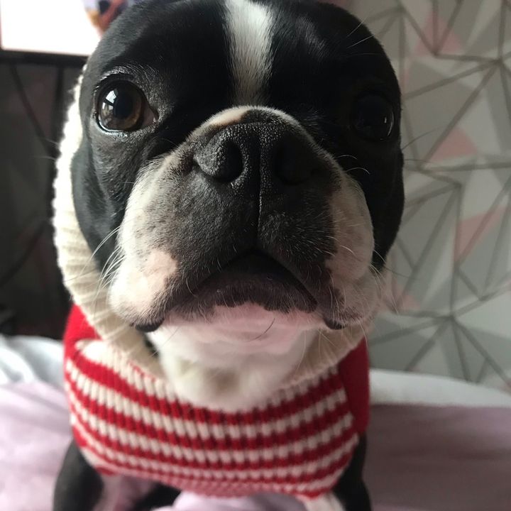 Profile Picture of Bruce🤍 (@brucetheboston) on Tiktok