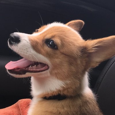 Profile Picture of It's Penny!  👍 (@turbopenny) on Twitter