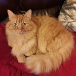 Profile Picture of Wagbos Dad (@howard_otter) on Instagram