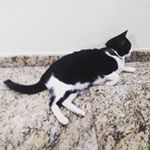 Bruce Lee Nogueira Baumann - Instagram Profile Picture of Bruce Lee Nogueira Baumann (@bruce_lee_nogueira_baumann) on Instagram