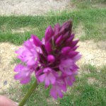 Profile Picture of Maria Buglione (@nonnabugs) on Instagram