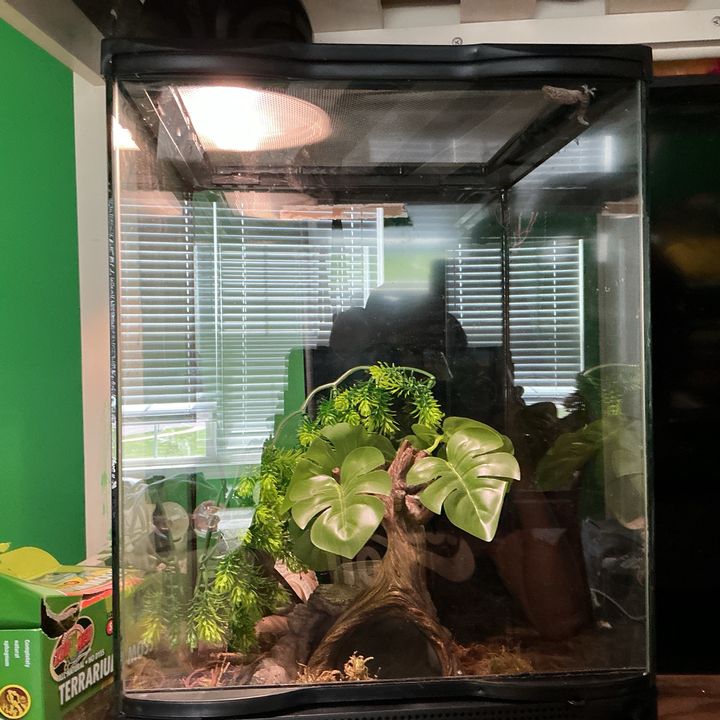 Profile Picture of I🩷reptiles (@michaelsreptiles) on Tiktok