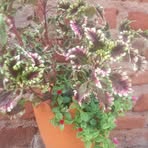 Profile Picture of Manoti James (@Manoti-James) on Facebook