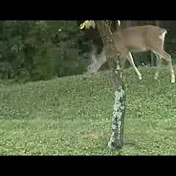 Profile Picture of Joey Campbell (@adventurerideWV) on Youtube