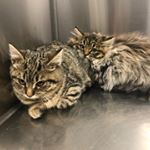 Profile Picture of Ruby & Rudy Rife (@maybemainecoon) on Instagram
