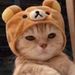 Profile Picture of Dylan Hoang (@wumbo_hoxton) on Pinterest